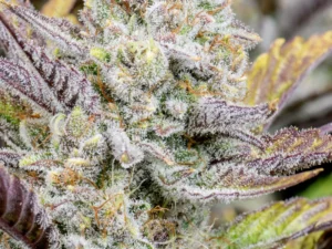 Wedding Glue Auto THC fino a 26%