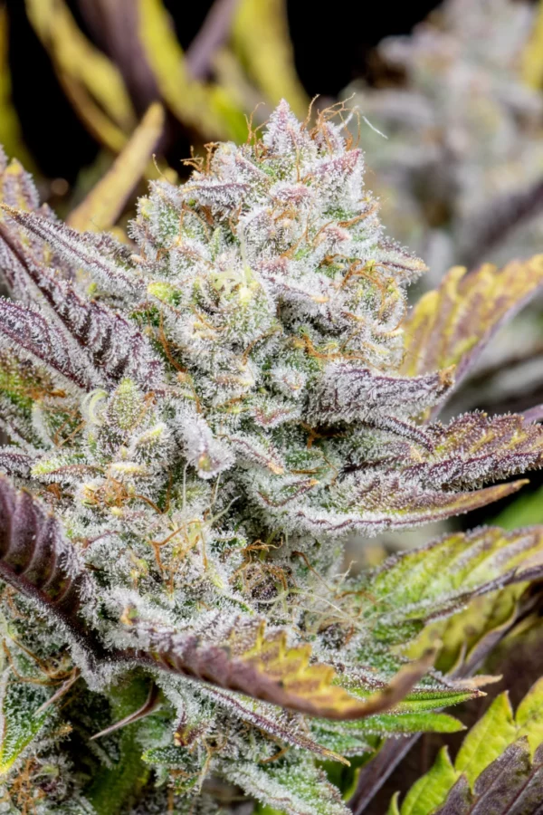 Wedding Glue Auto THC fino a 26%