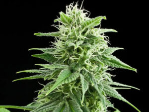 Fruit Spirit THC 18% Femminizzate CBD basso