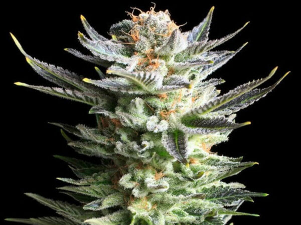 Fruit Spirit THC 18% Femminizzate CBD basso - immagine 2