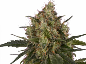Ice THC 18% Femminizzate CBD Basso