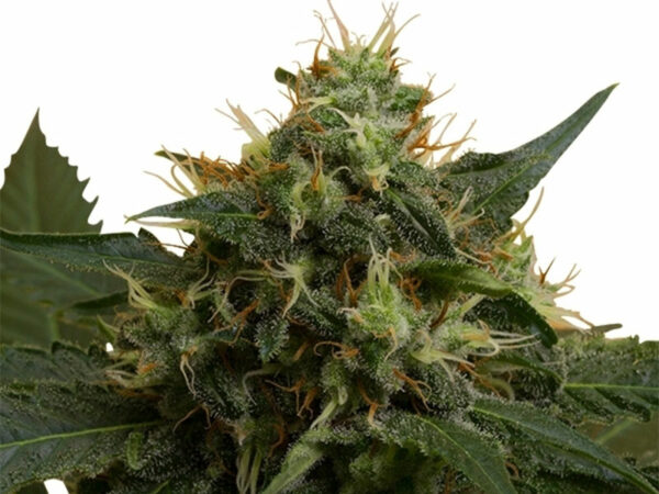 Ice THC 18% Femminizzate CBD Basso - immagine 2