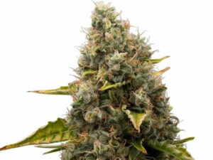 White Widow THC 19% femminizzate CBD basso